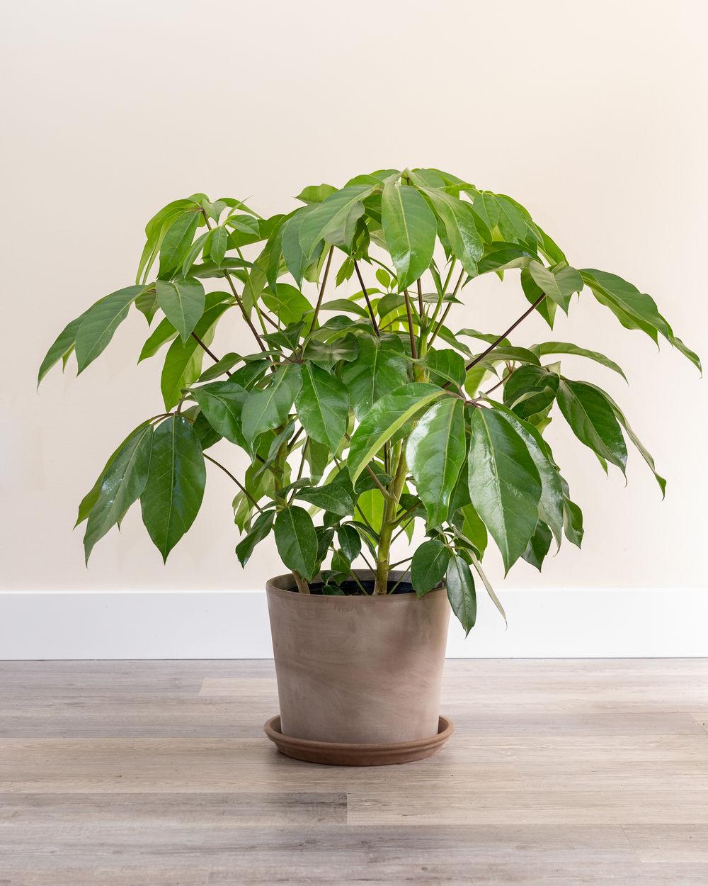 Schefflera Actinophylla Amate - View 17 from www redcrocus com
