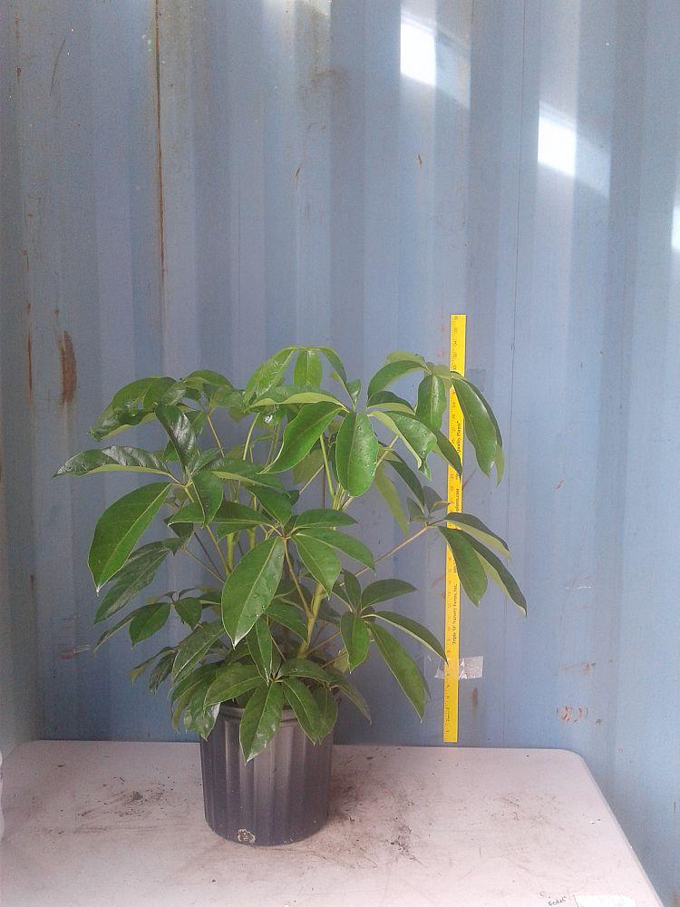 Schefflera Actinophylla Amate - View 18 from www redcrocus com