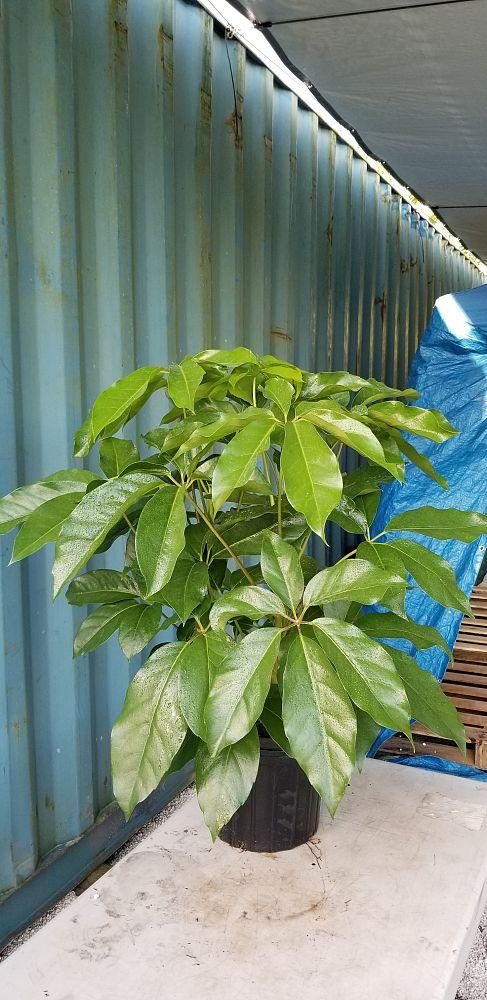 Schefflera Actinophylla Amate - View 19 from www redcrocus com