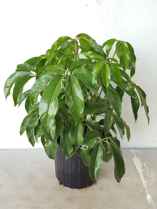 Schefflera Actinophylla Amate - View 1 from www redcrocus com