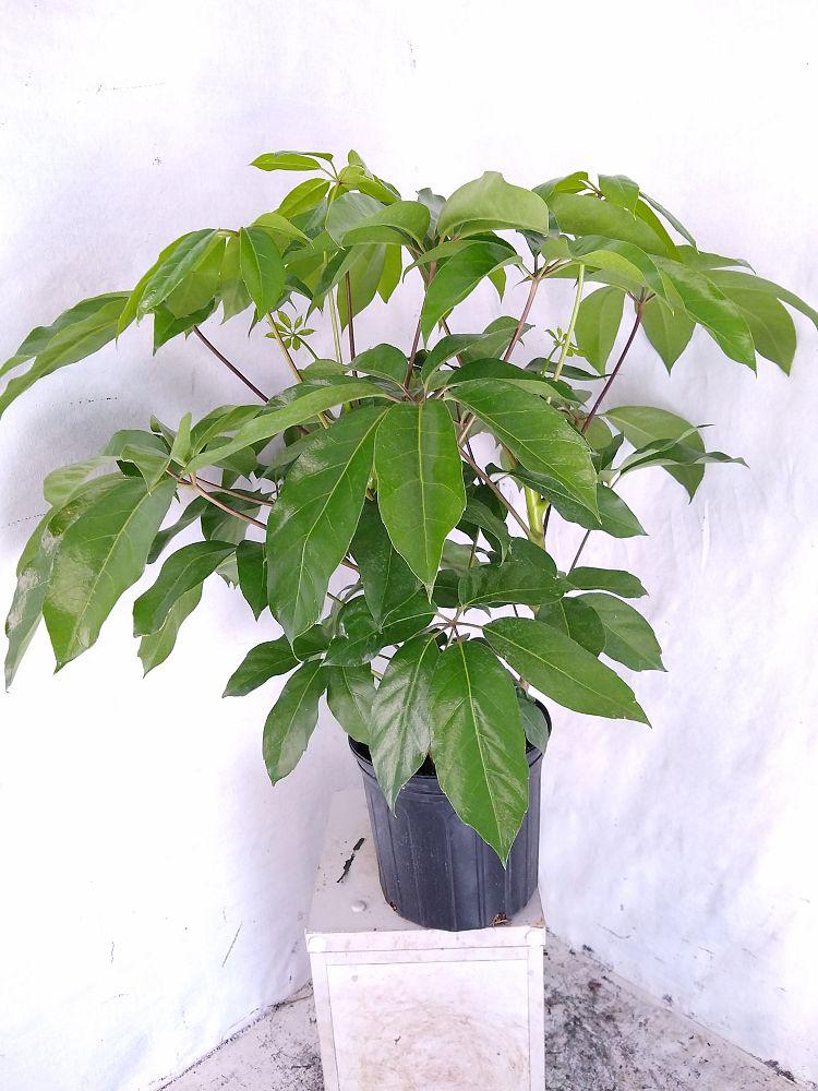 Schefflera Actinophylla Amate - View 20 from www redcrocus com