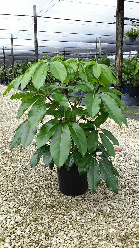 Schefflera Actinophylla Amate - View 3 from www redcrocus com