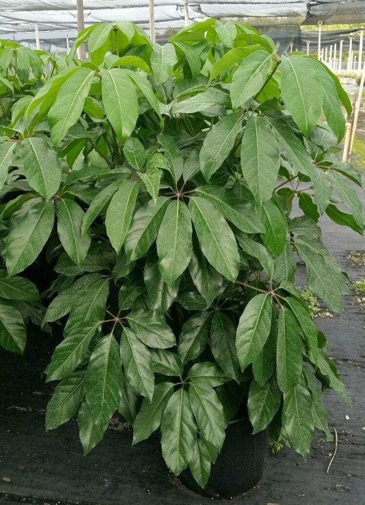 Schefflera Actinophylla Amate - View 4 from www redcrocus com