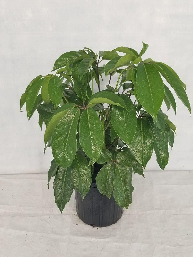 Schefflera Actinophylla Amate - View 7 from www redcrocus com