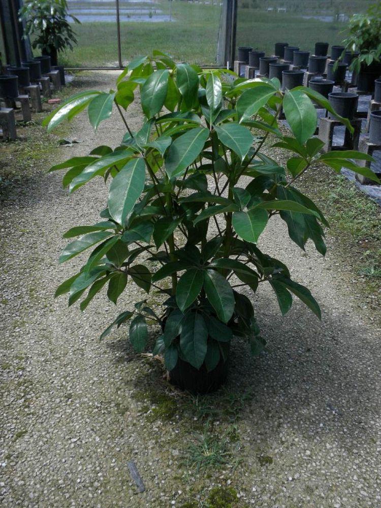 Schefflera Actinophylla Amate - View 8 from www redcrocus com