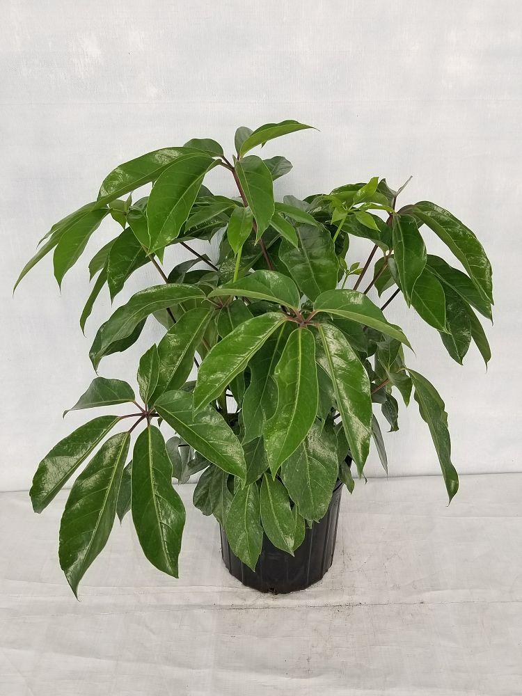 Schefflera Actinophylla Amate - View 9 from www redcrocus com