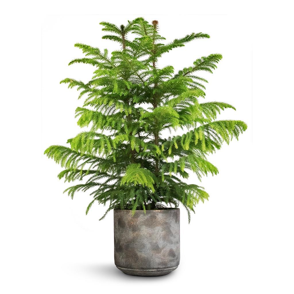 Araucaria Heterophylla (norfolk Island Pine) - View 11 from www redcrocus com