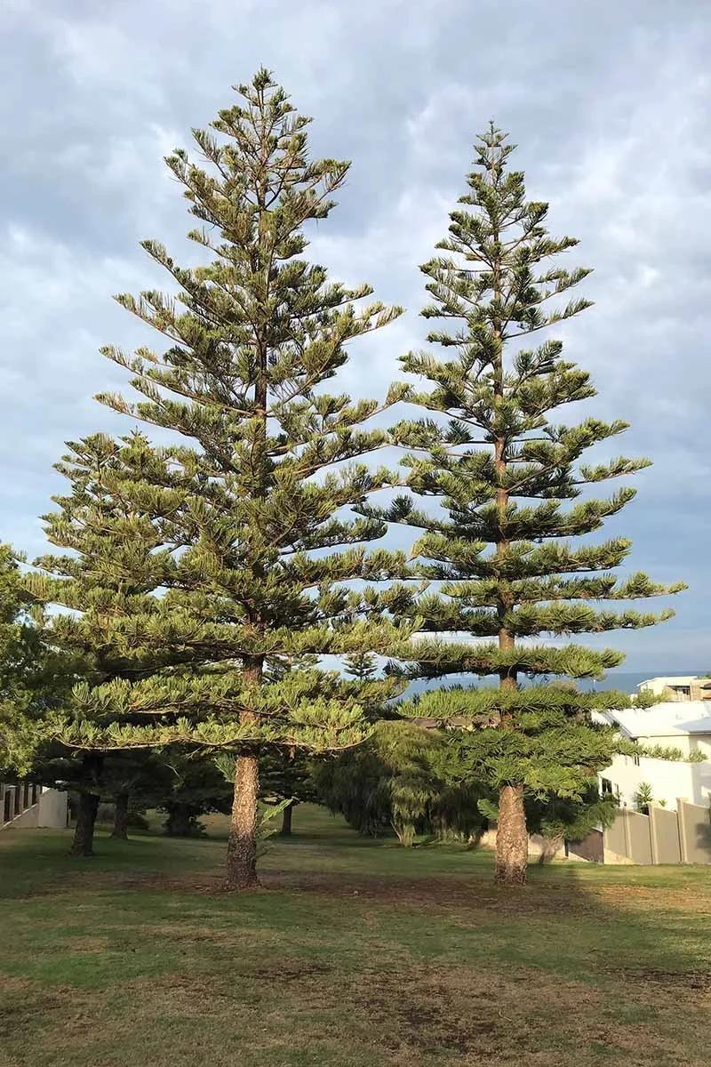 Araucaria Heterophylla (norfolk Island Pine) - View 13 from www redcrocus com