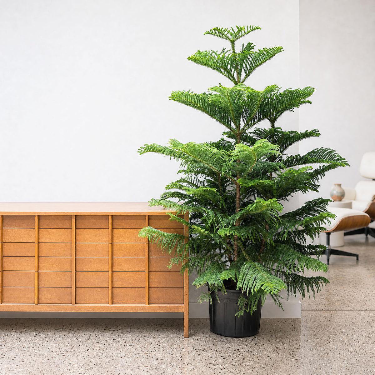 Araucaria Heterophylla (norfolk Island Pine) - View 14 from www redcrocus com
