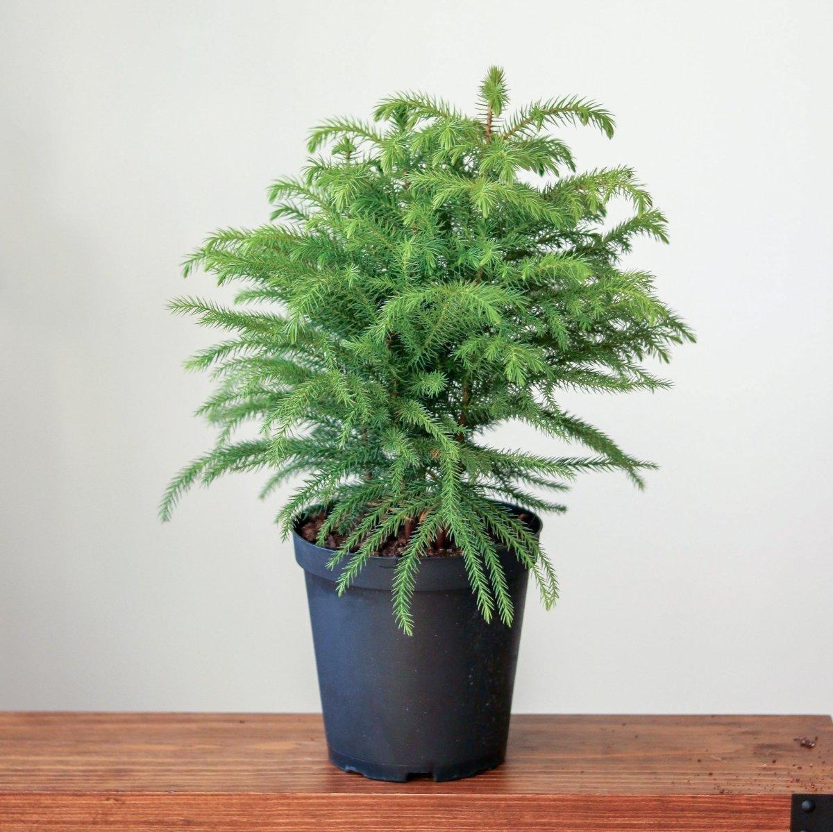 Araucaria Heterophylla (norfolk Island Pine) - View 16 from www redcrocus com