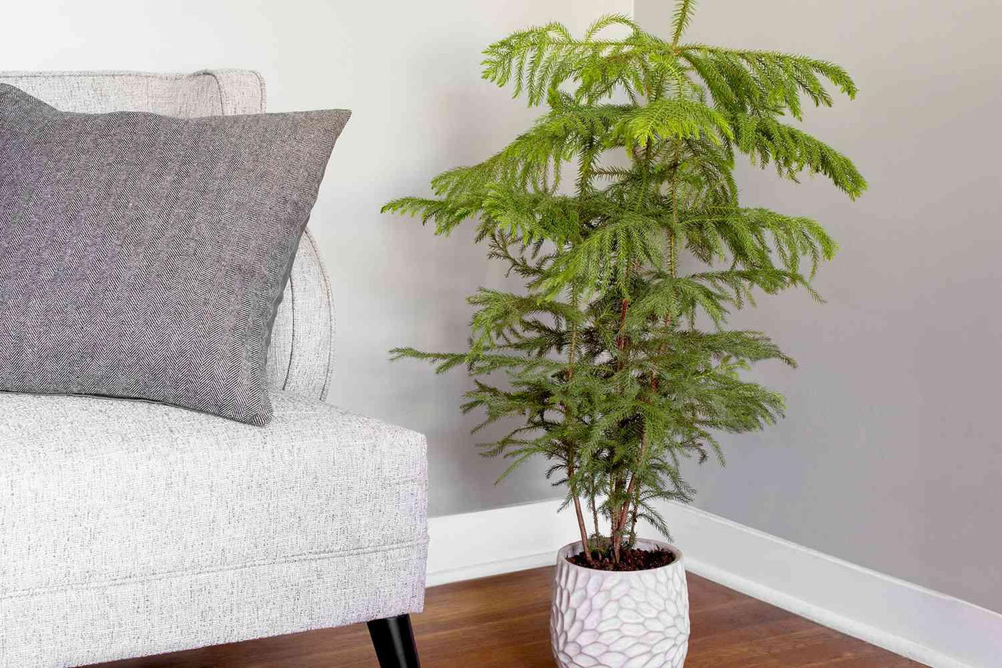 Araucaria Heterophylla (norfolk Island Pine) - View 17 from www redcrocus com