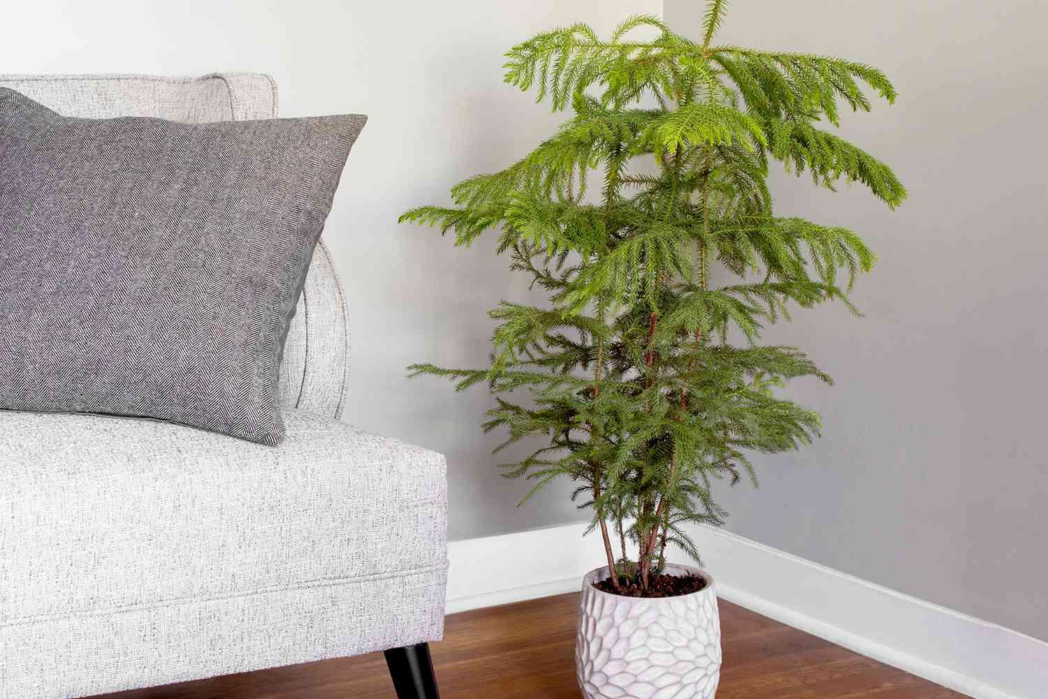 Araucaria Heterophylla (norfolk Island Pine) - View 17 from www redcrocus com