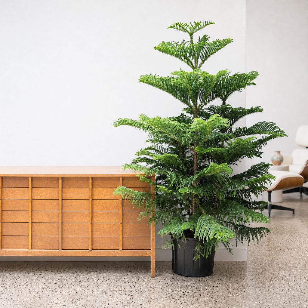 Araucaria Heterophylla (norfolk Island Pine) - View 18 from www redcrocus com
