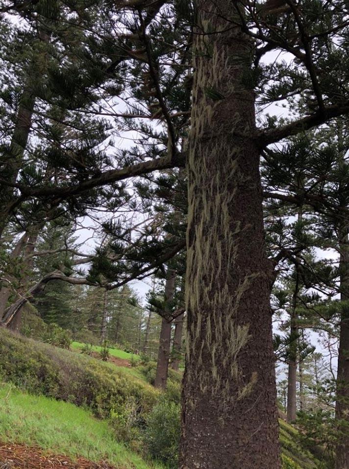 Araucaria Heterophylla (norfolk Island Pine) - View 19 from www redcrocus com
