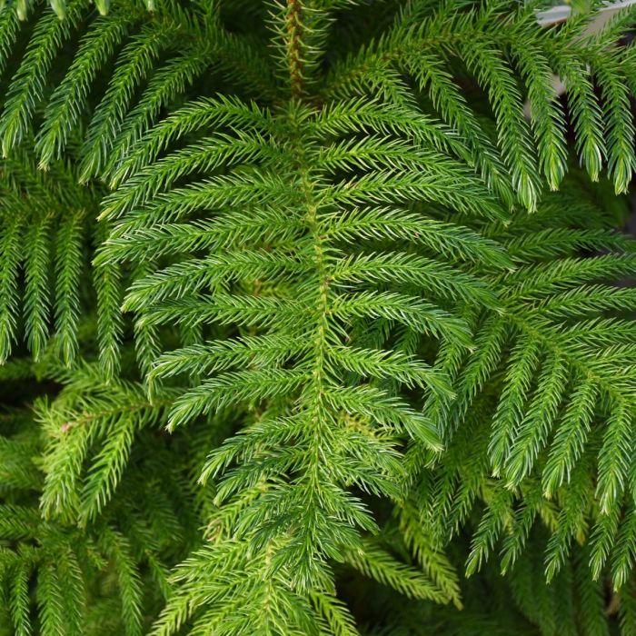 Araucaria Heterophylla (norfolk Island Pine) - View 1 from www redcrocus com