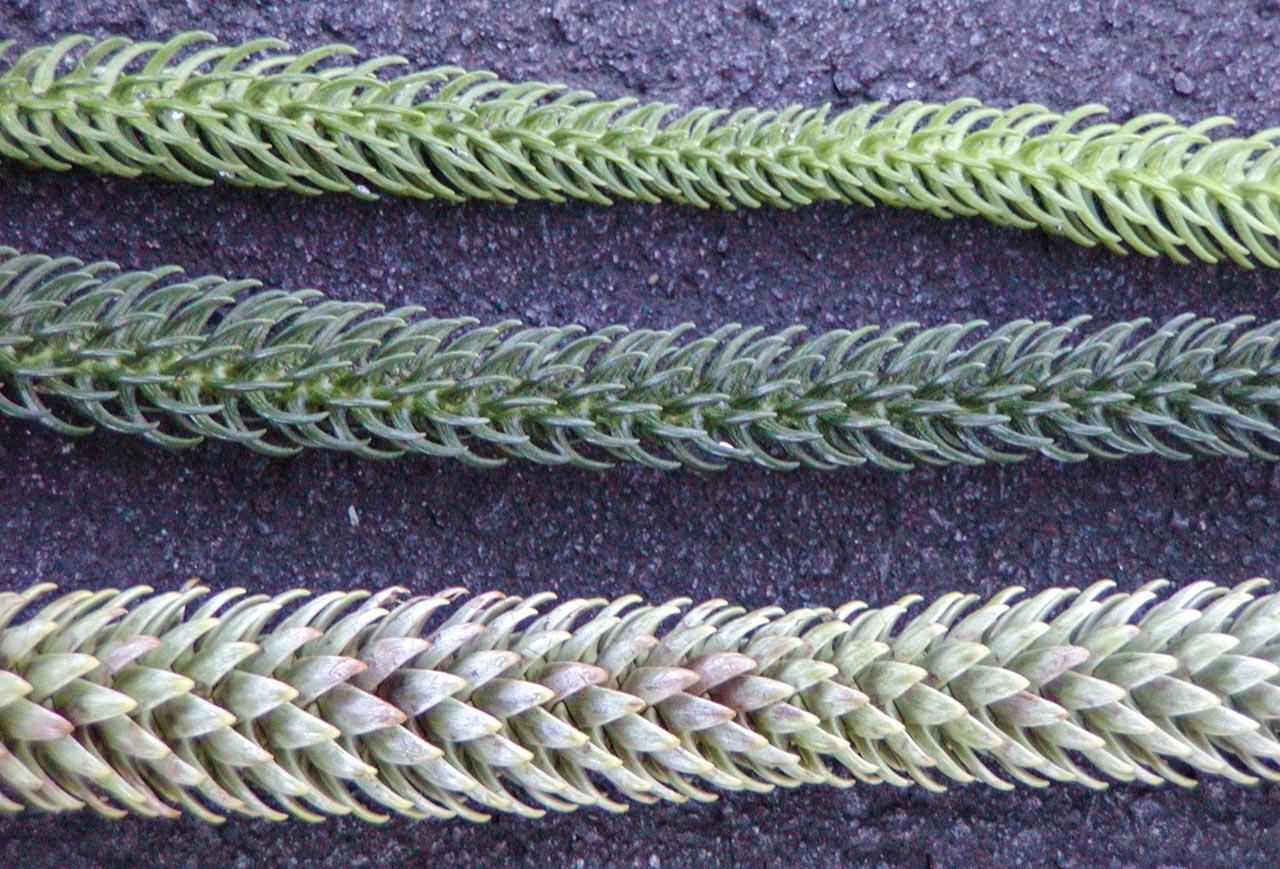 Araucaria Heterophylla (norfolk Island Pine) - View 20 from www redcrocus com