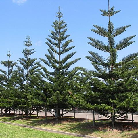 Araucaria Heterophylla (norfolk Island Pine) - View 21 from www redcrocus com