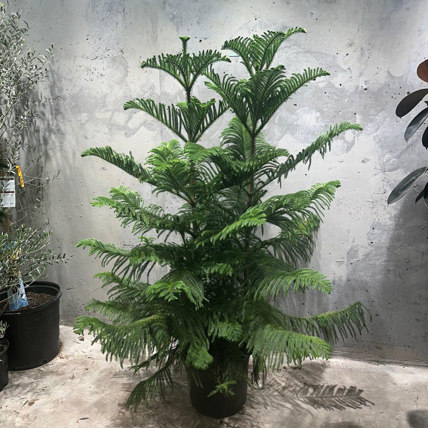 Araucaria Heterophylla (norfolk Island Pine) - View 22 from www redcrocus com