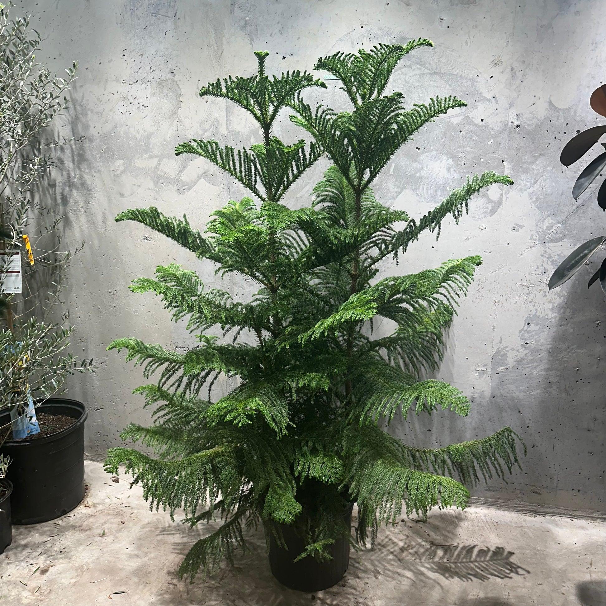 Araucaria Heterophylla (norfolk Island Pine) - View 22 from www redcrocus com
