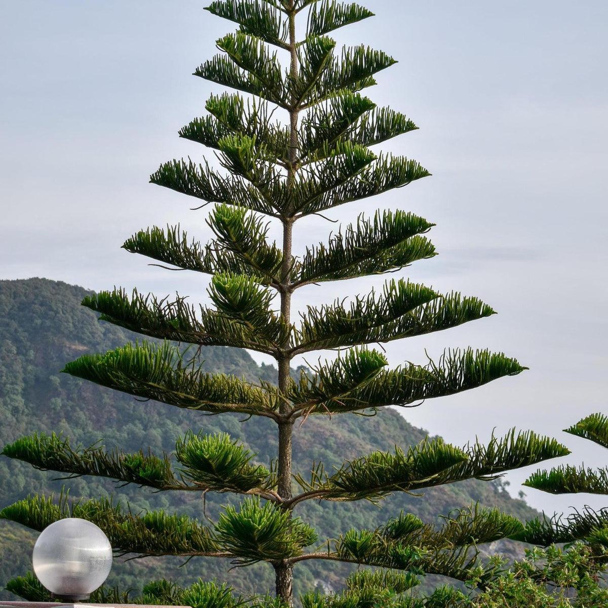 Araucaria Heterophylla (norfolk Island Pine) - View 23 from www redcrocus com