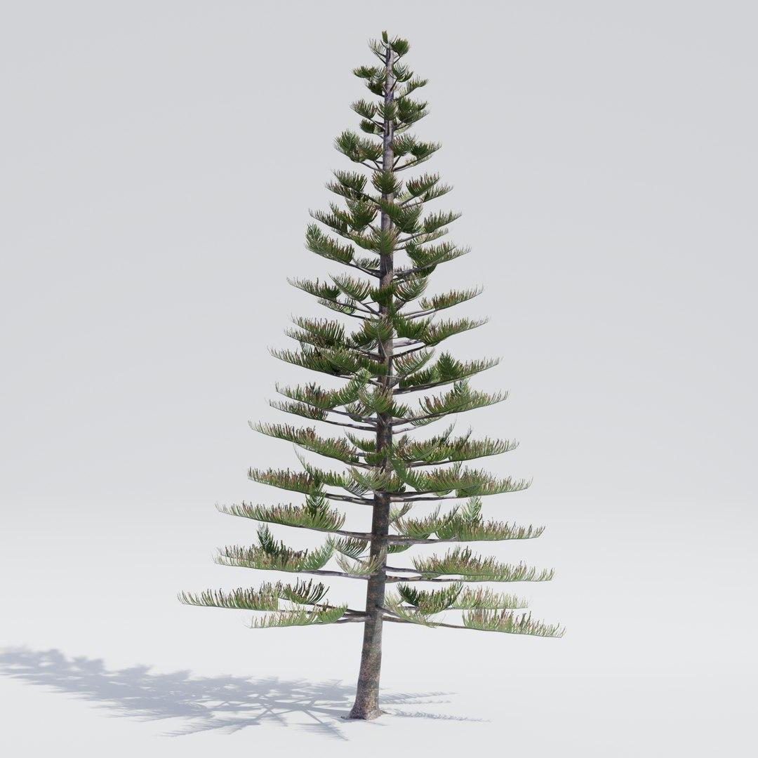Araucaria Heterophylla (norfolk Island Pine) - View 25 from www redcrocus com