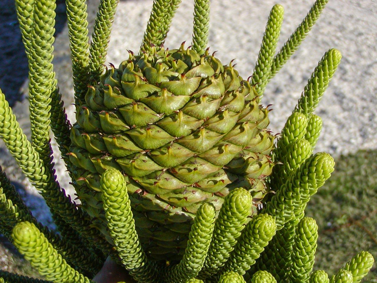 Araucaria Heterophylla (norfolk Island Pine) - View 26 from www redcrocus com