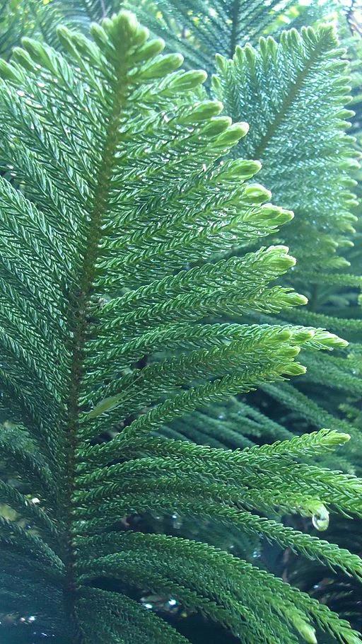 Araucaria Heterophylla (norfolk Island Pine) - View 27 from www redcrocus com