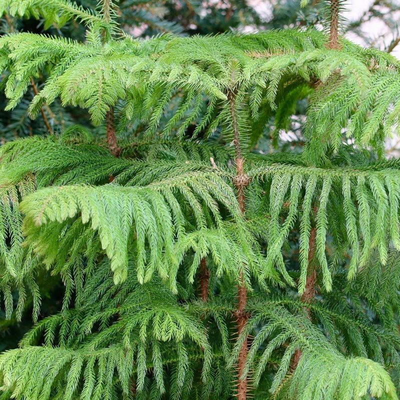 Araucaria Heterophylla (norfolk Island Pine) - View 28 from www redcrocus com