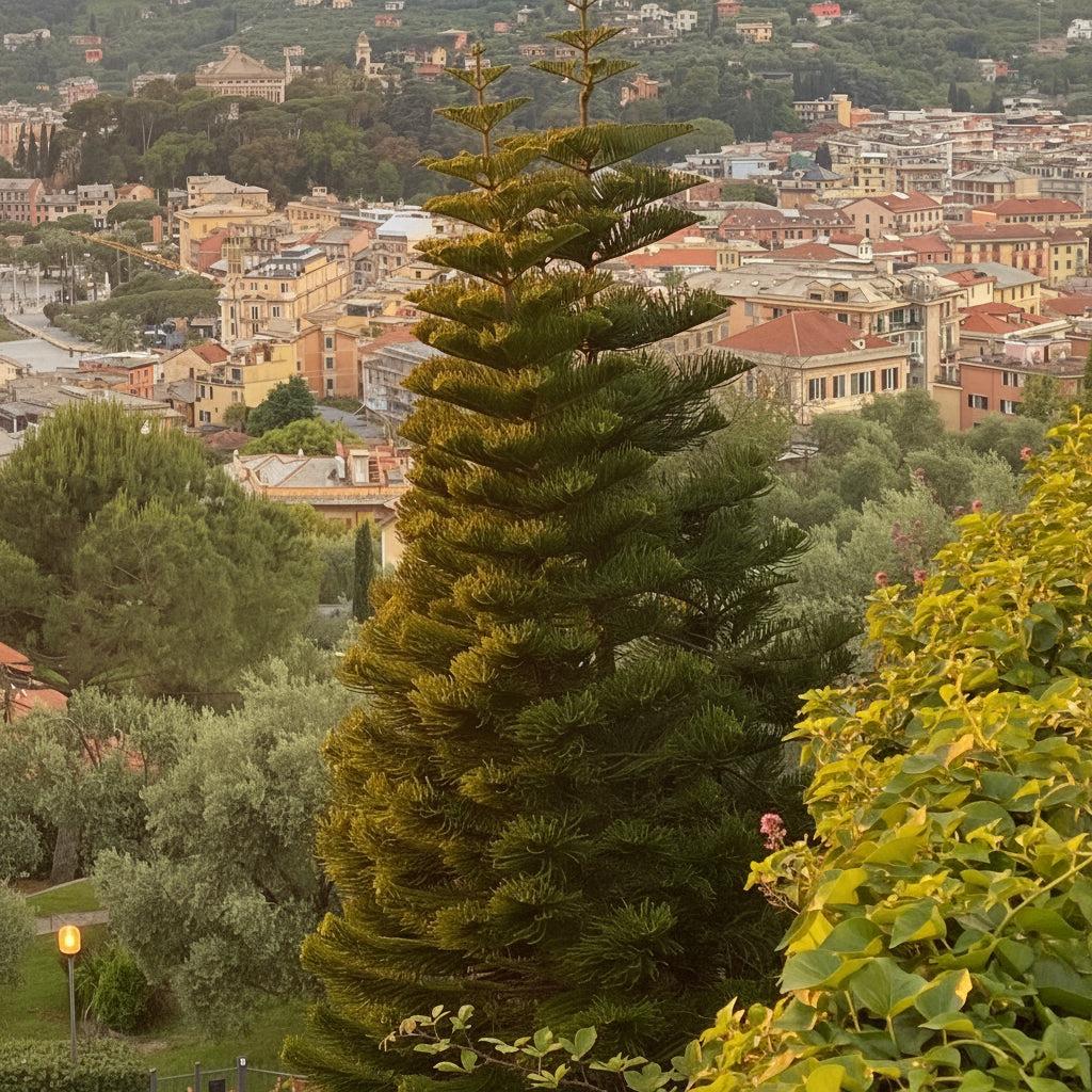 Araucaria Heterophylla (norfolk Island Pine) - View 29 from www redcrocus com