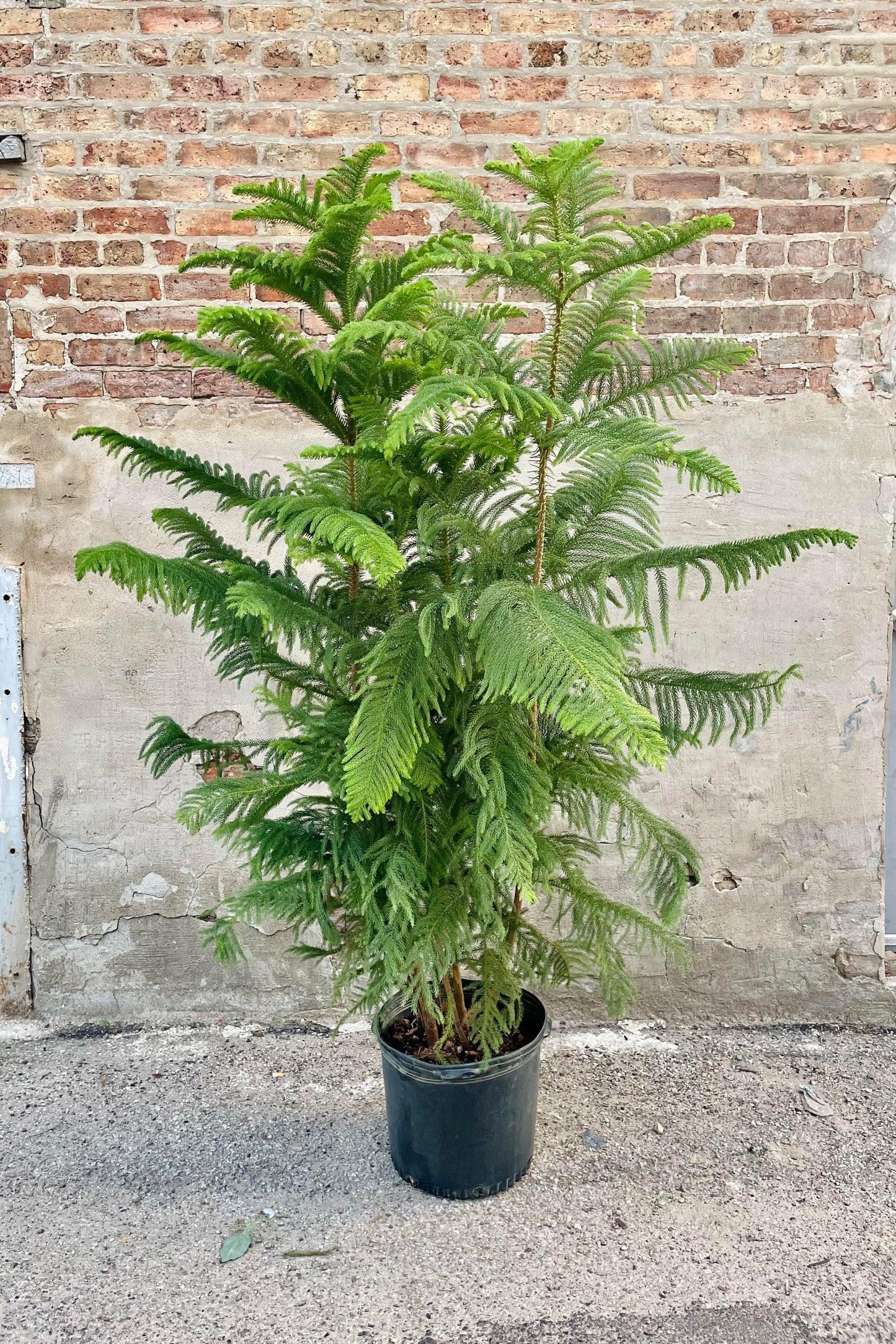 Araucaria Heterophylla (norfolk Island Pine) - View 30 from www redcrocus com