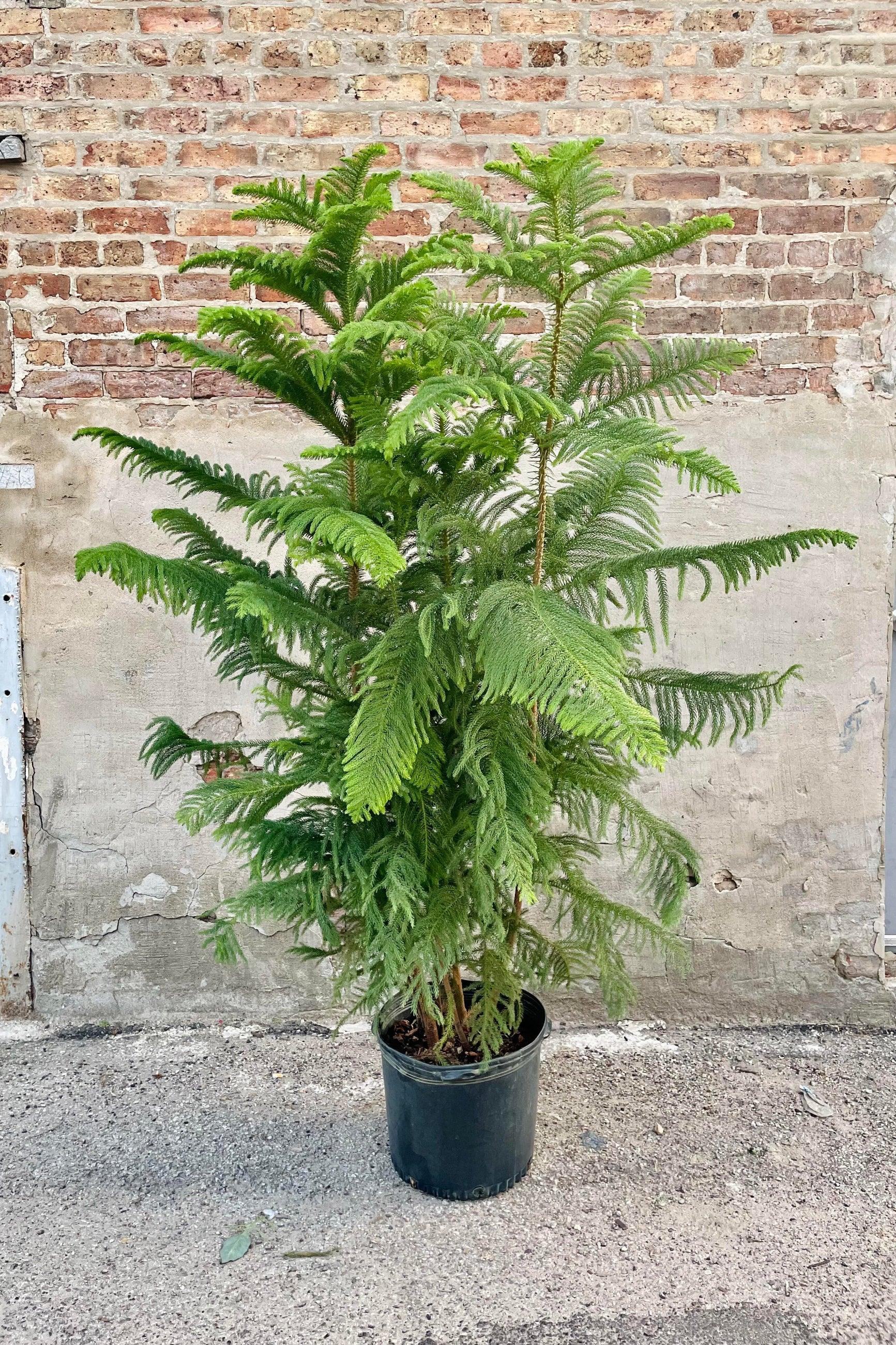 Araucaria Heterophylla (norfolk Island Pine) - View 30 from www redcrocus com