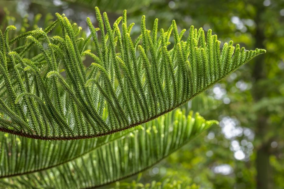 Araucaria Heterophylla (norfolk Island Pine) - View 31 from www redcrocus com