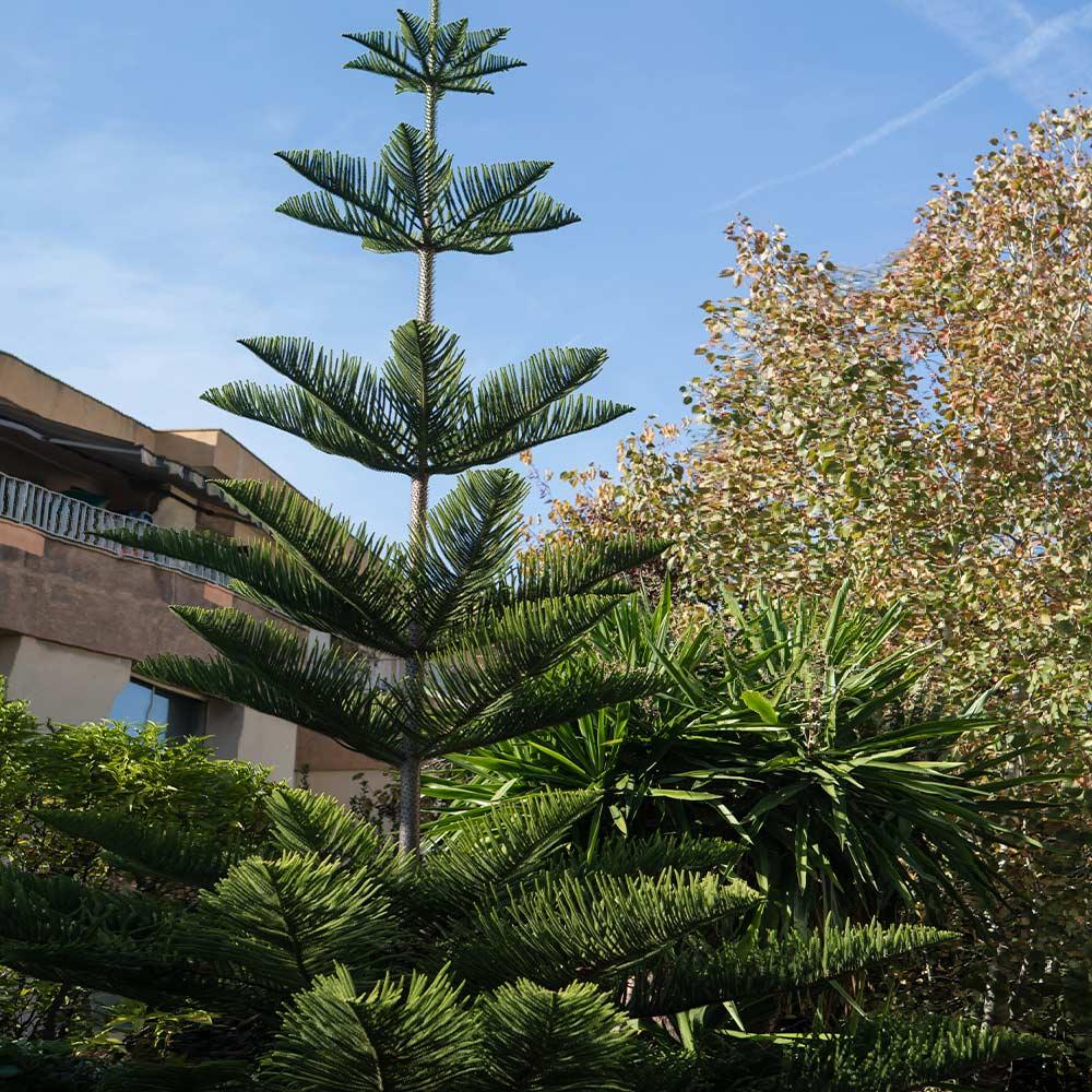 Araucaria Heterophylla (norfolk Island Pine) - View 34 from www redcrocus com