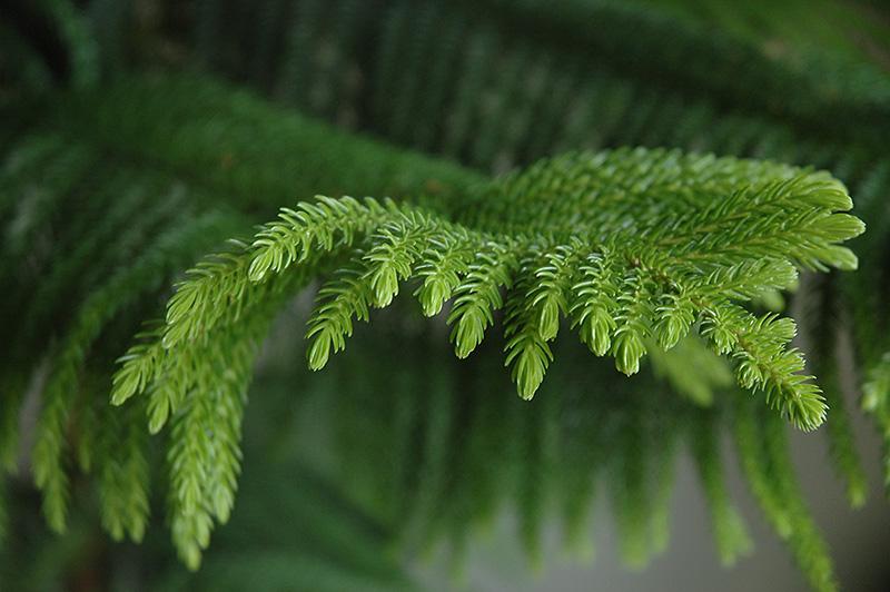Araucaria Heterophylla (norfolk Island Pine) - View 35 from www redcrocus com