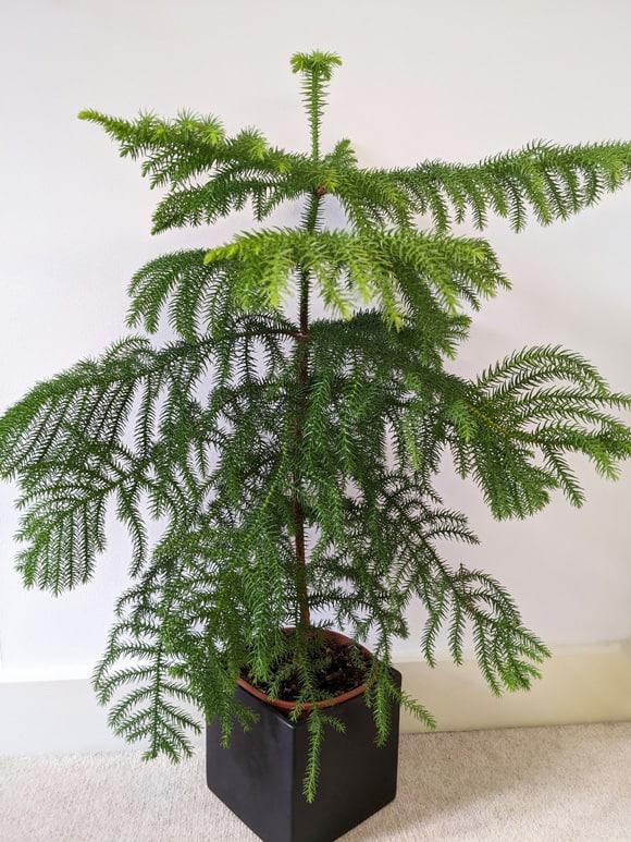 Araucaria Heterophylla (norfolk Island Pine) - View 37 from www redcrocus com
