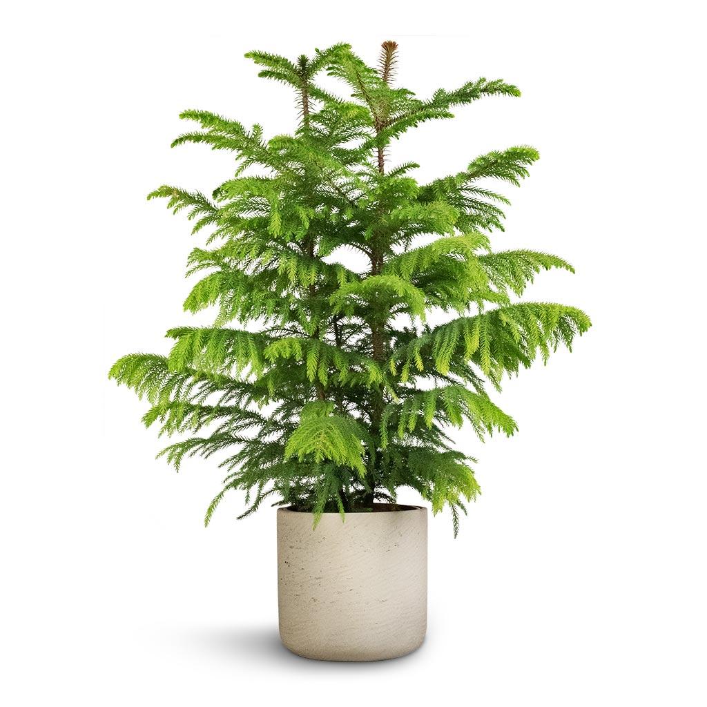 Araucaria Heterophylla (norfolk Island Pine) - View 38 from www redcrocus com