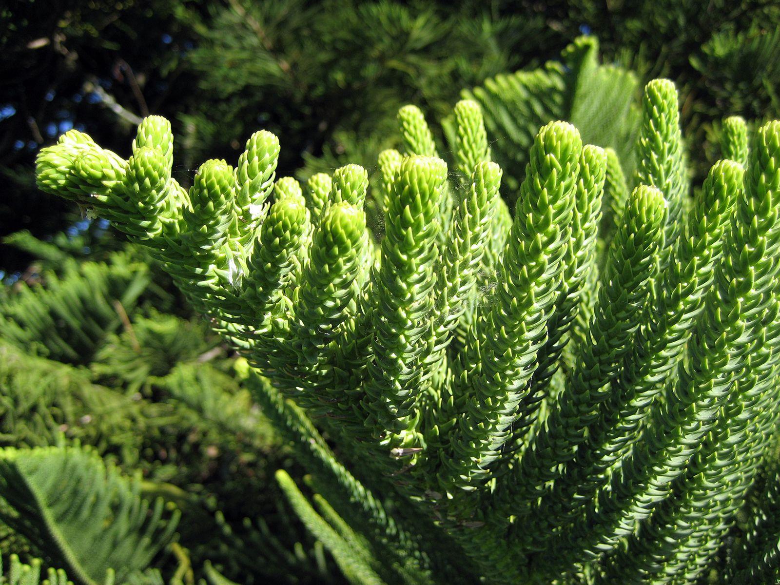 Araucaria Heterophylla (norfolk Island Pine) - View 3 from www redcrocus com