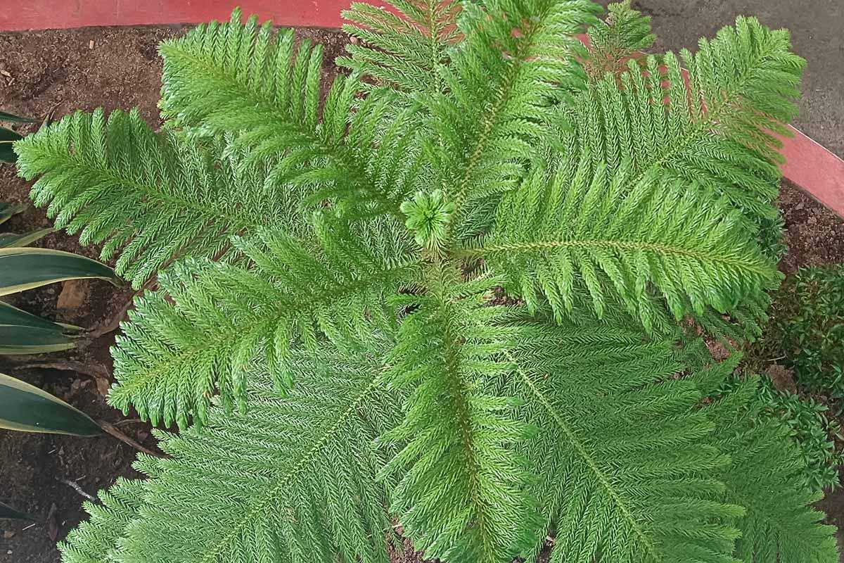 Araucaria Heterophylla (norfolk Island Pine) - View 40 from www redcrocus com