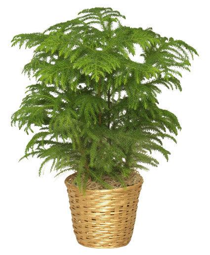 Araucaria Heterophylla (norfolk Island Pine) - View 4 from www redcrocus com