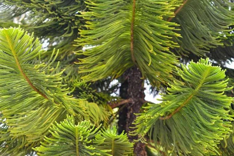 Araucaria Heterophylla (norfolk Island Pine) - View 5 from www redcrocus com