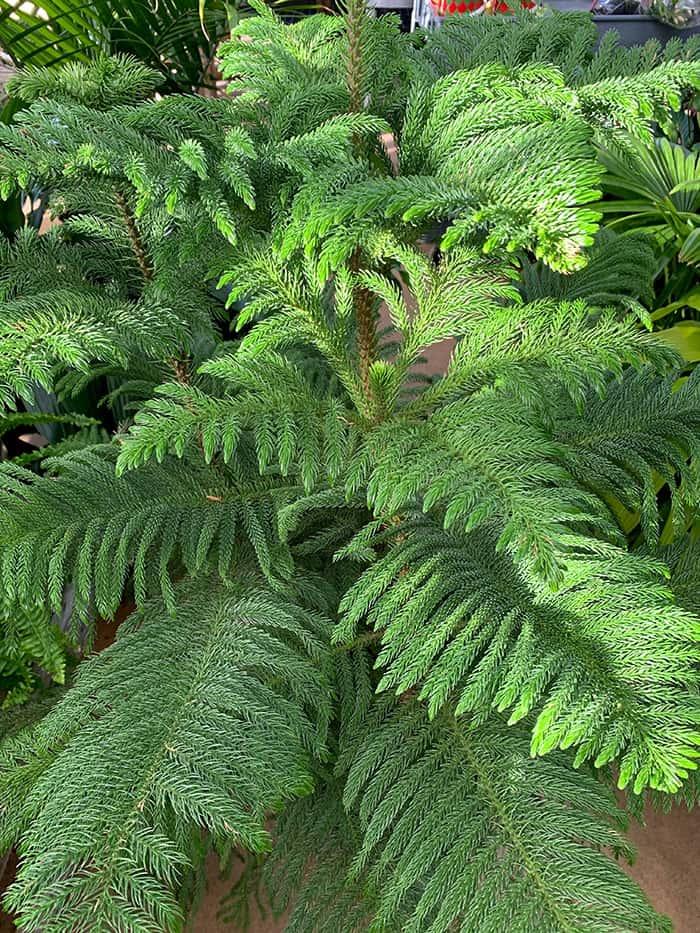 Araucaria Heterophylla (norfolk Island Pine) - View 6 from www redcrocus com
