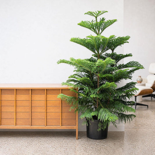 Araucaria Heterophylla (norfolk Island Pine) - View 7 from www redcrocus com
