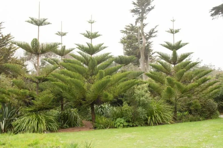 Araucaria Heterophylla (norfolk Island Pine) - View 8 from www redcrocus com
