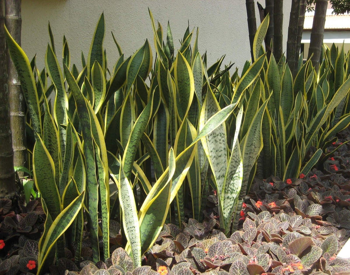 Sansevieria Trifasciata Laurentii - View 10 from www redcrocus com