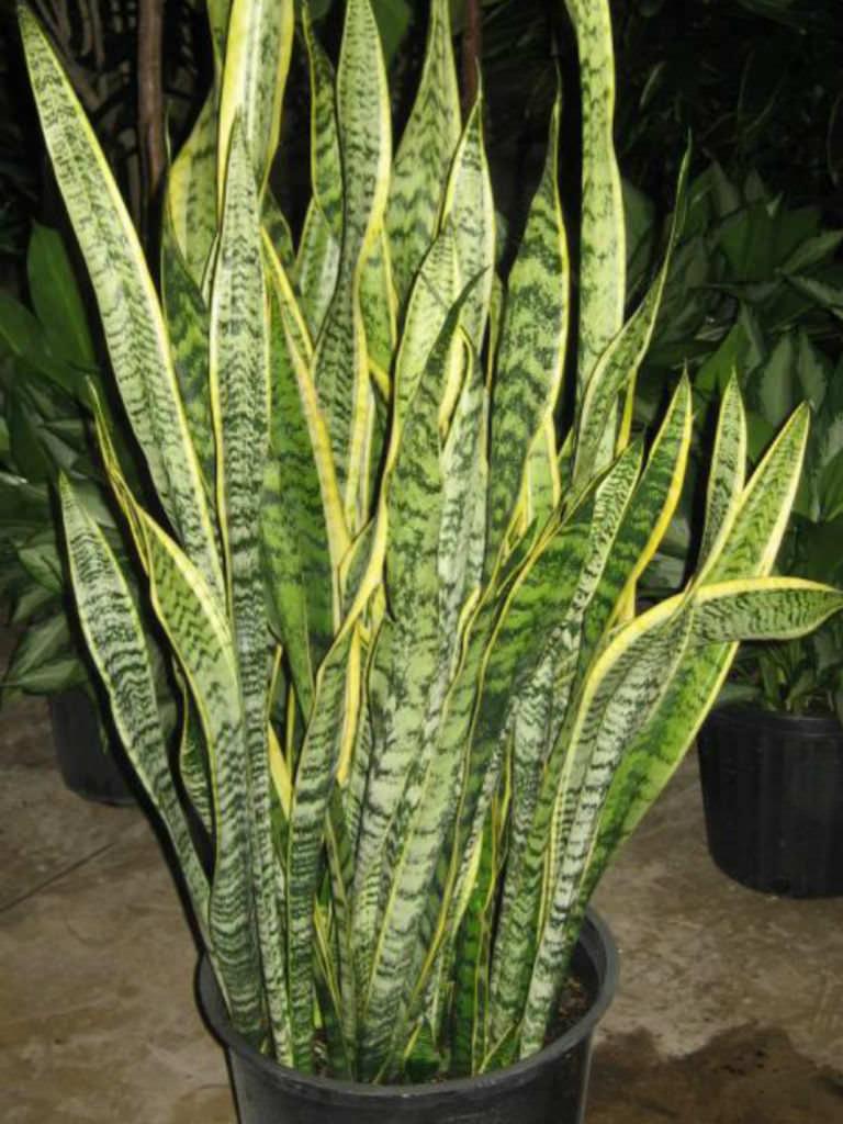 Sansevieria Trifasciata Laurentii - View 11 from www redcrocus com