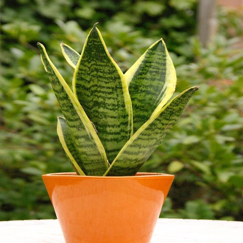 Sansevieria Trifasciata Laurentii - View 12 from www redcrocus com