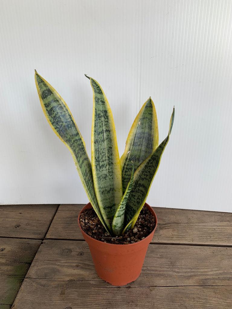 Sansevieria Trifasciata Laurentii - View 13 from www redcrocus com