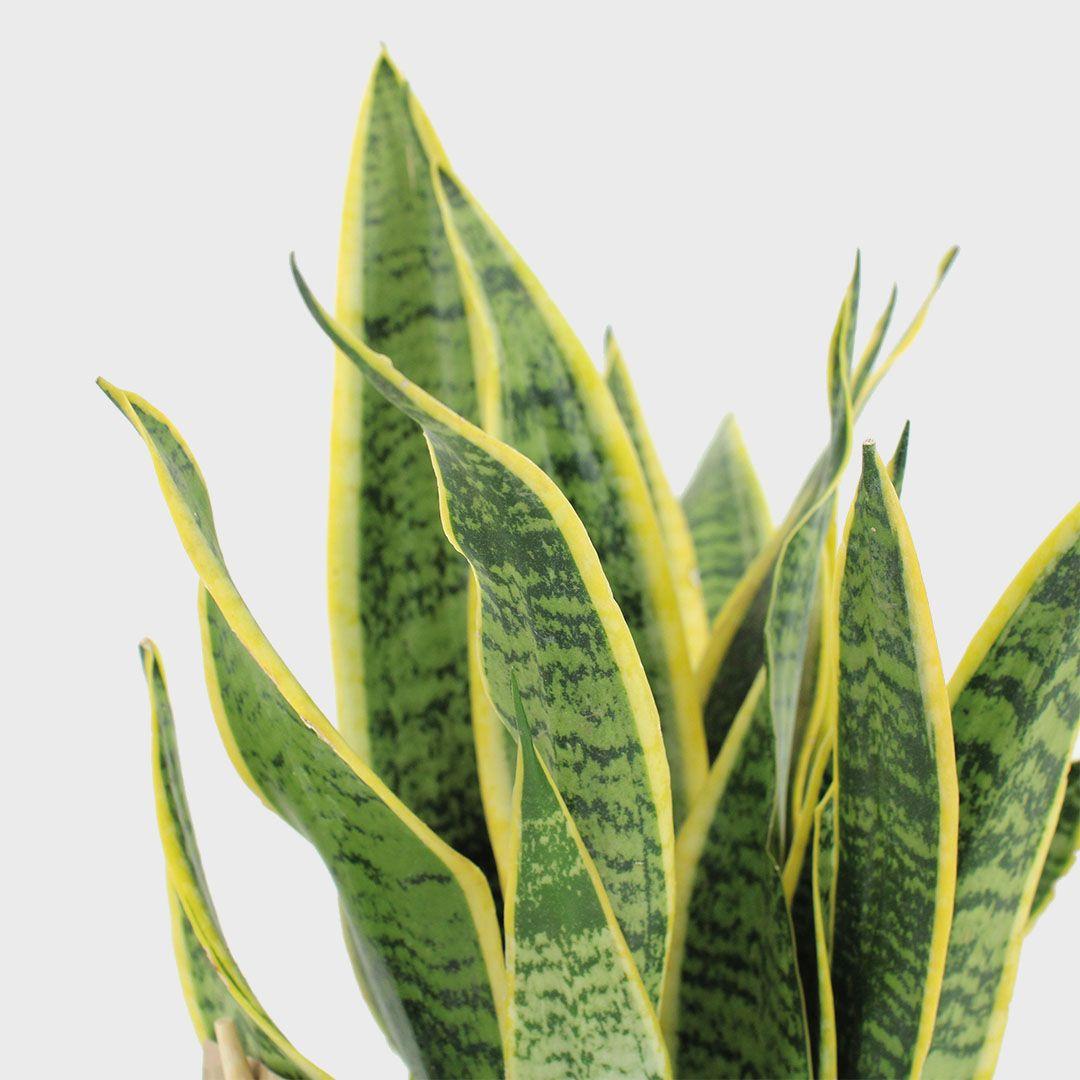 Sansevieria Trifasciata Laurentii - View 14 from www redcrocus com
