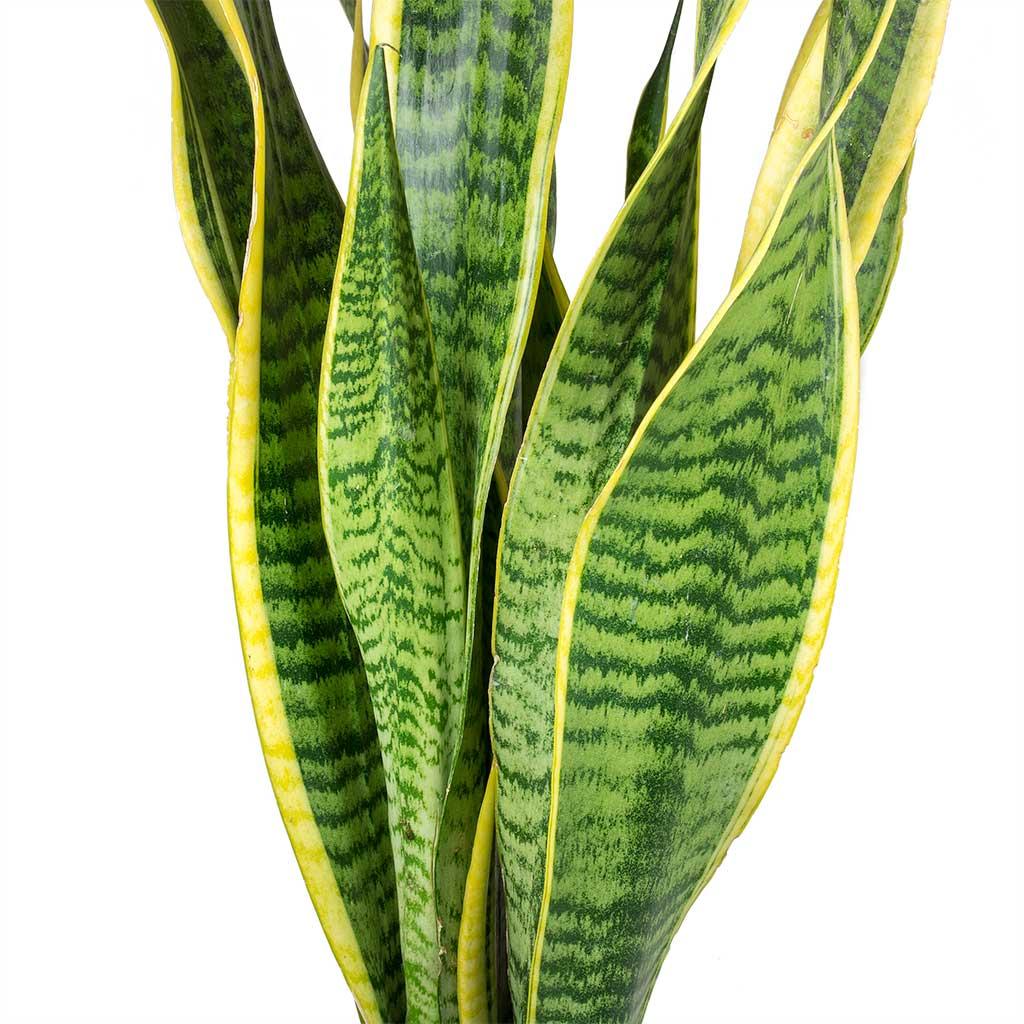 Sansevieria Trifasciata Laurentii - View 15 from www redcrocus com