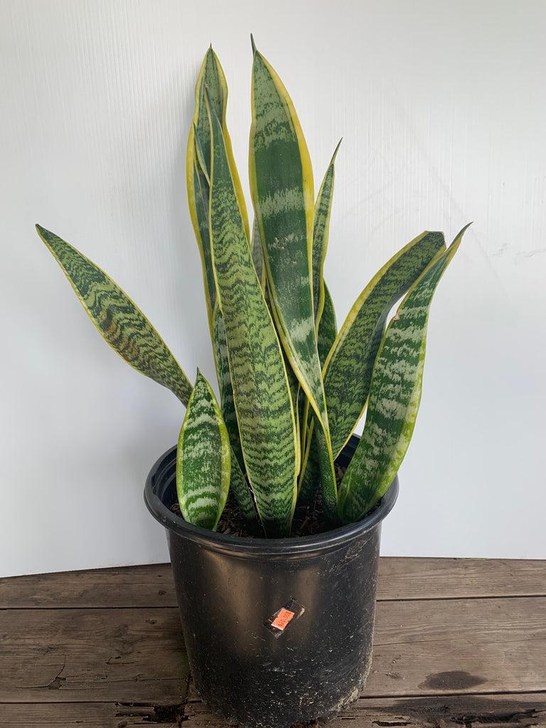 Sansevieria Trifasciata Laurentii - View 16 from www redcrocus com